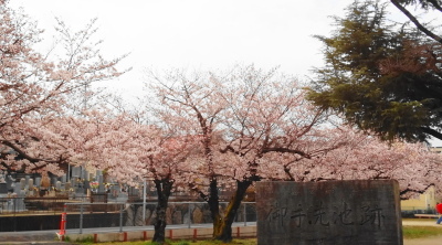 （写真）桜