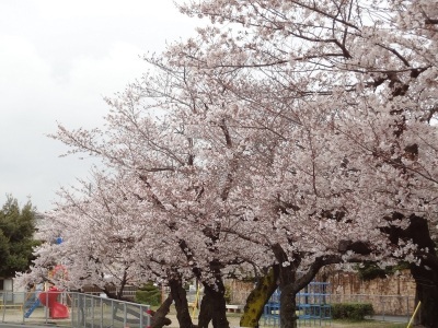 （写真）桜