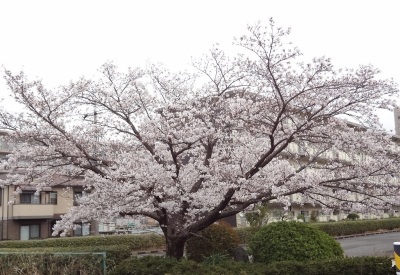 （写真）桜