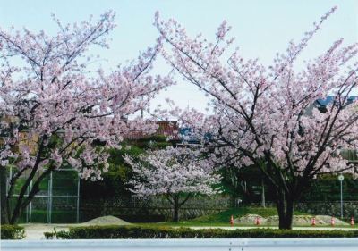 （写真）桜