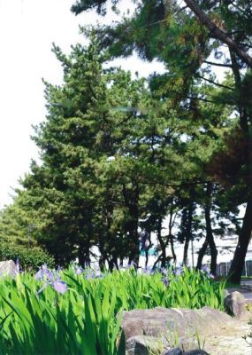 （写真）東海道松並木とカキツバタ