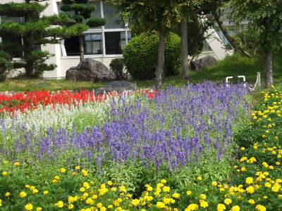 （写真）FBC花壇