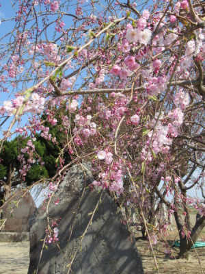 枝垂れ桜