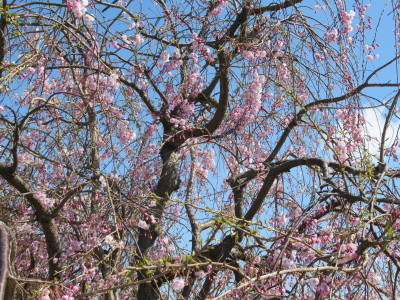 枝垂れ桜