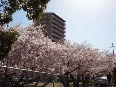 桜