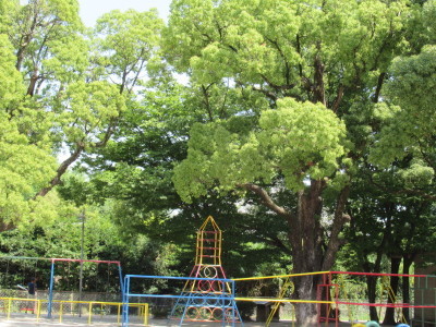 （写真）くすの木
