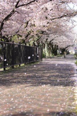 （写真）桜