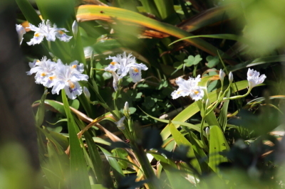 （写真）シャガの花