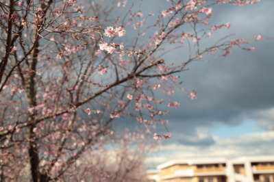 （写真）四季桜