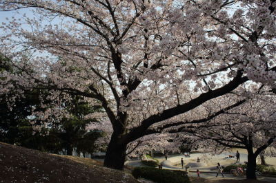 （写真）さくら