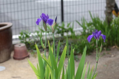 （写真）カキツバタ