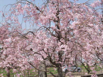 （写真）枝垂桜