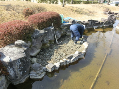 （写真）かきつばた苗の補植