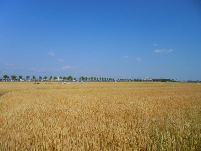 （写真）麦畑
