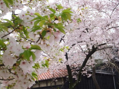 （写真）桜