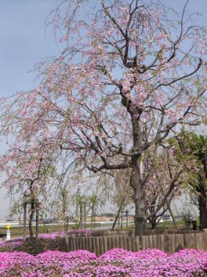 （写真）しだれ桜
