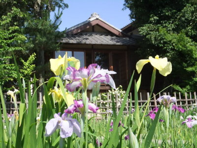 （写真）花しょうぶ