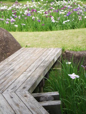 （写真）花しょうぶ