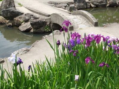 （写真）花しょうぶ