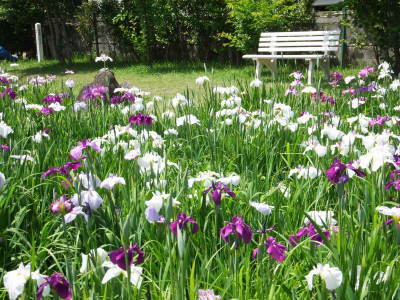 （写真）花しょうぶ