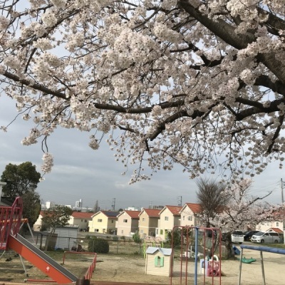 桜