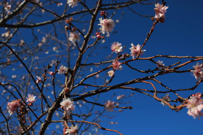 （写真）四季桜