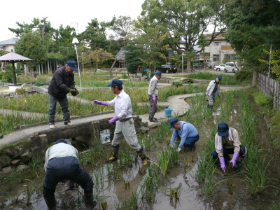 （写真）補植作業の様子