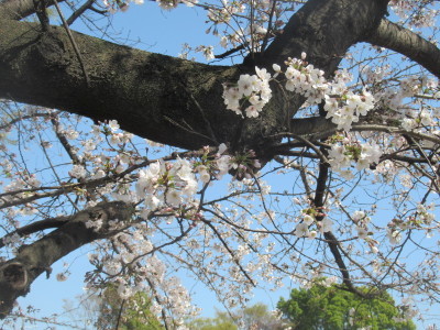 桜