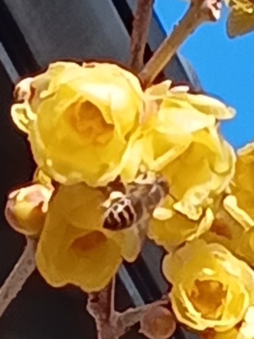 蝋梅とミツバチ