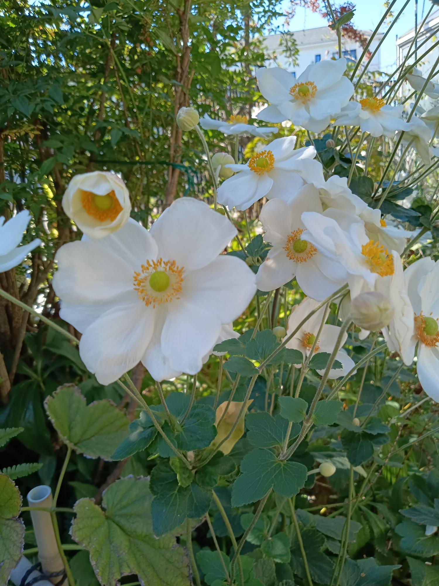 春名菊
