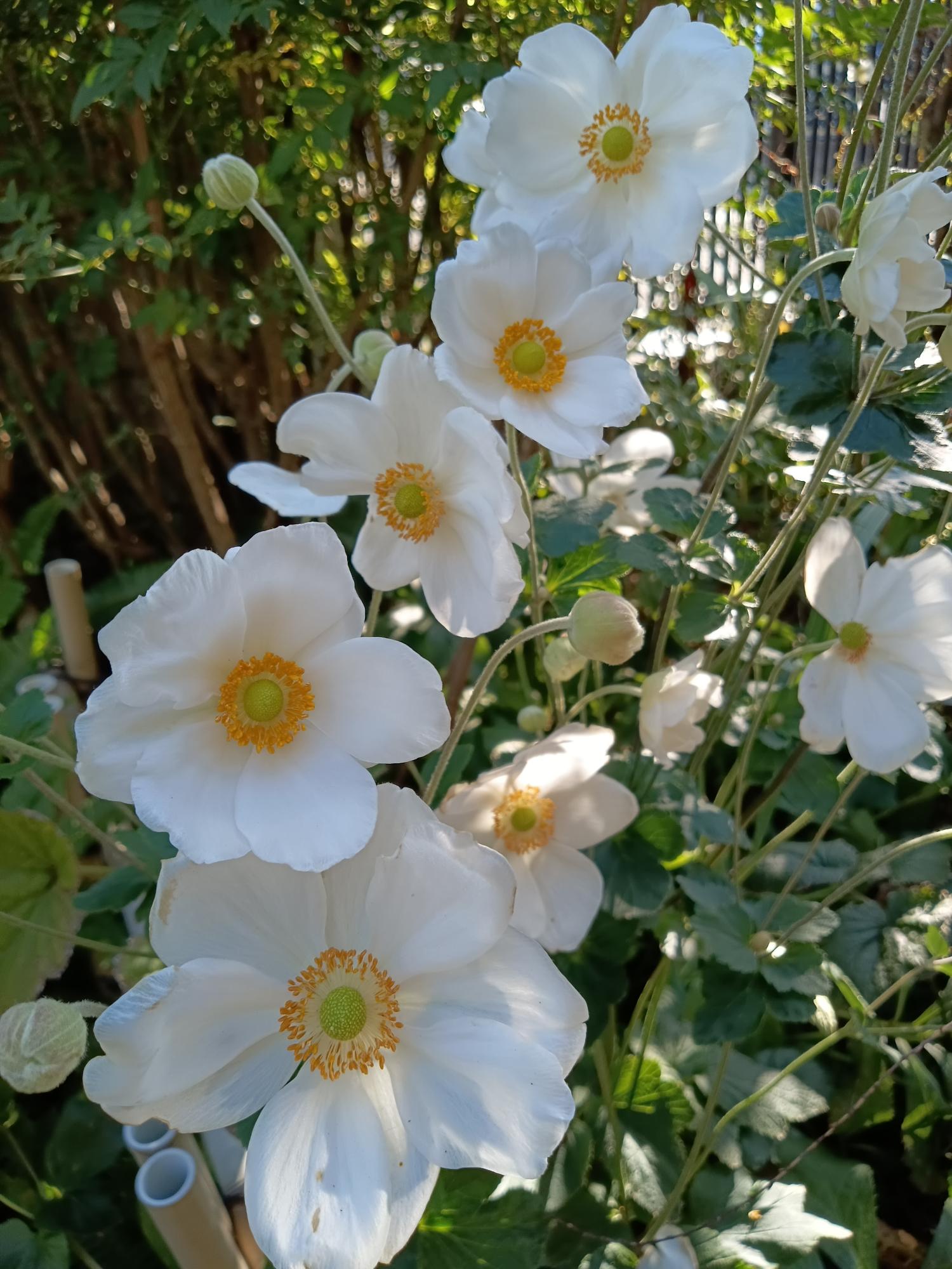 春名菊