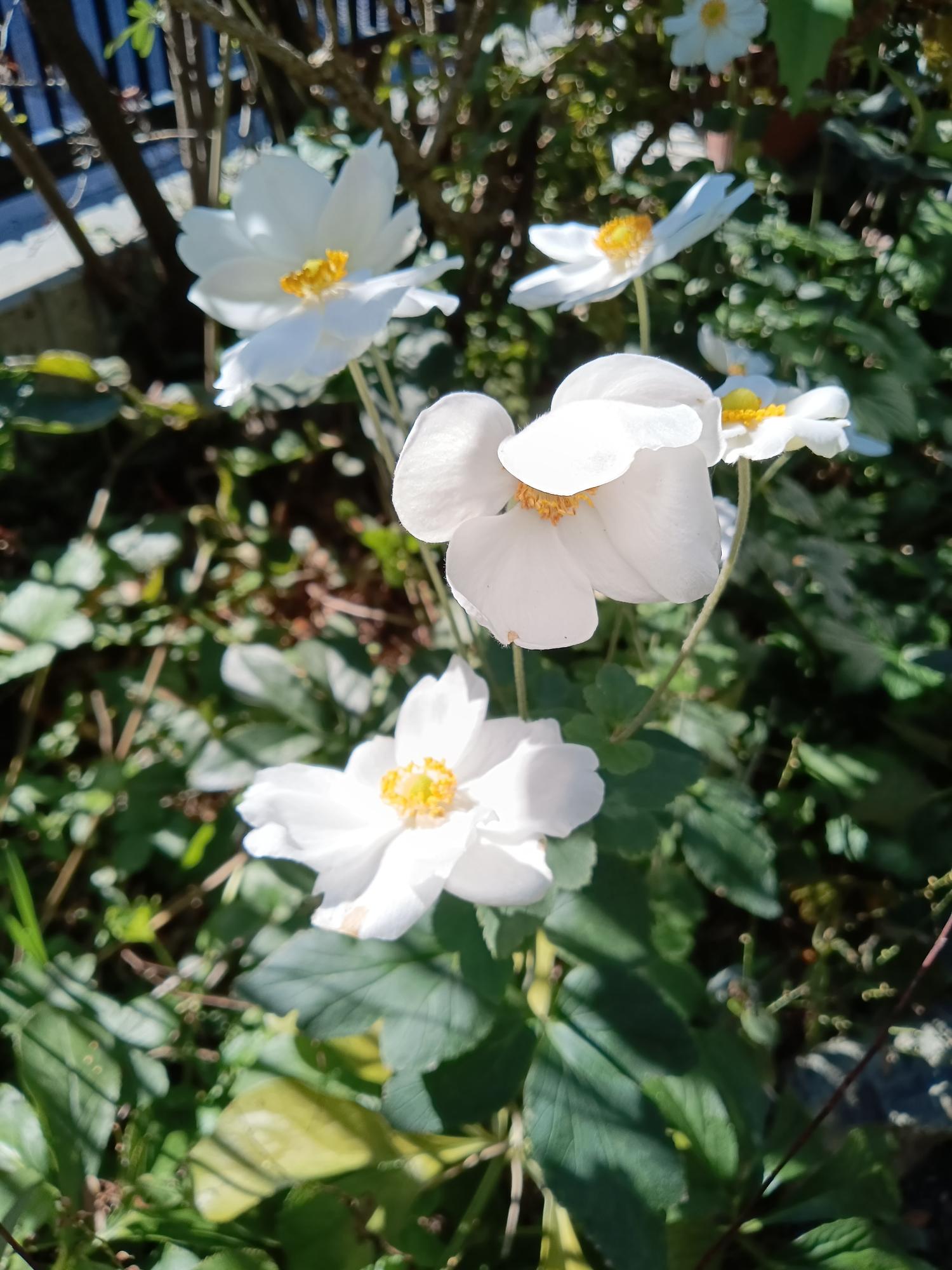 春名菊