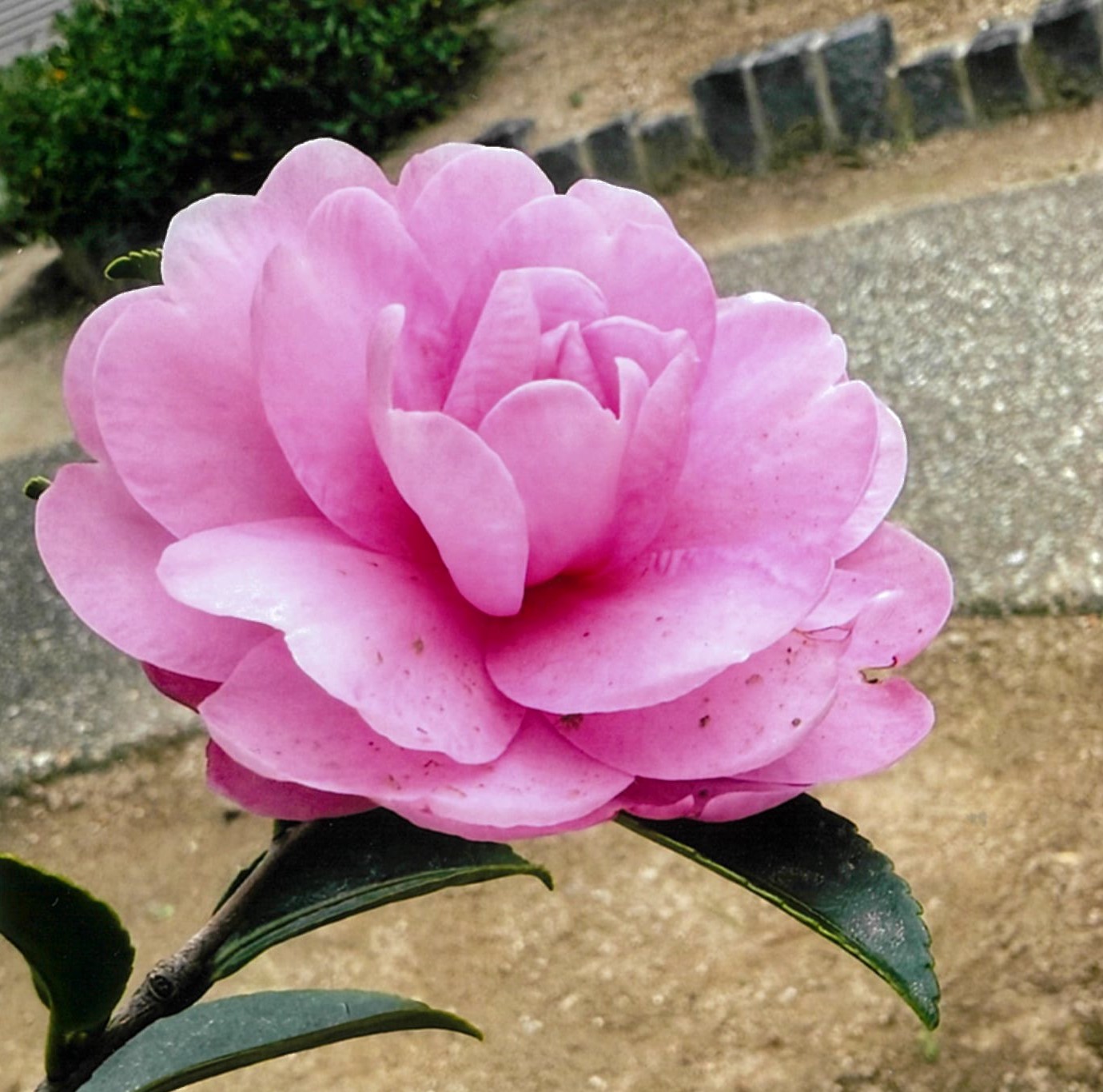 八重さざんか