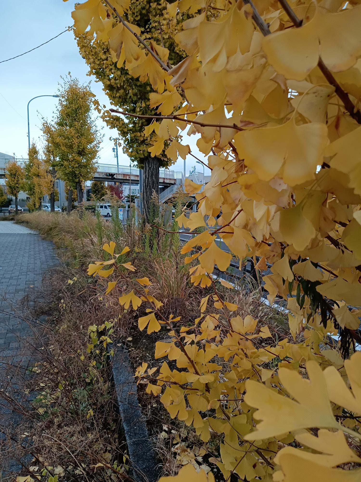 イチョウ