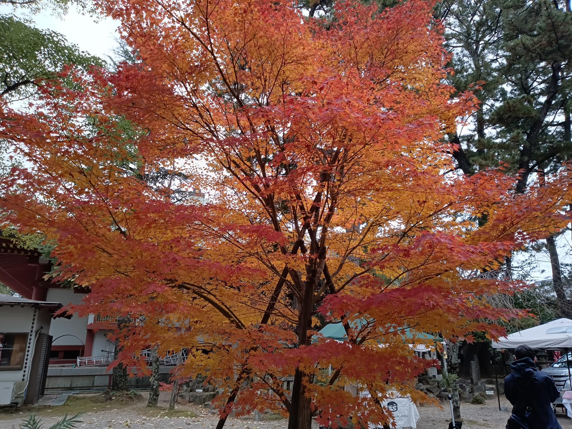 もみじ