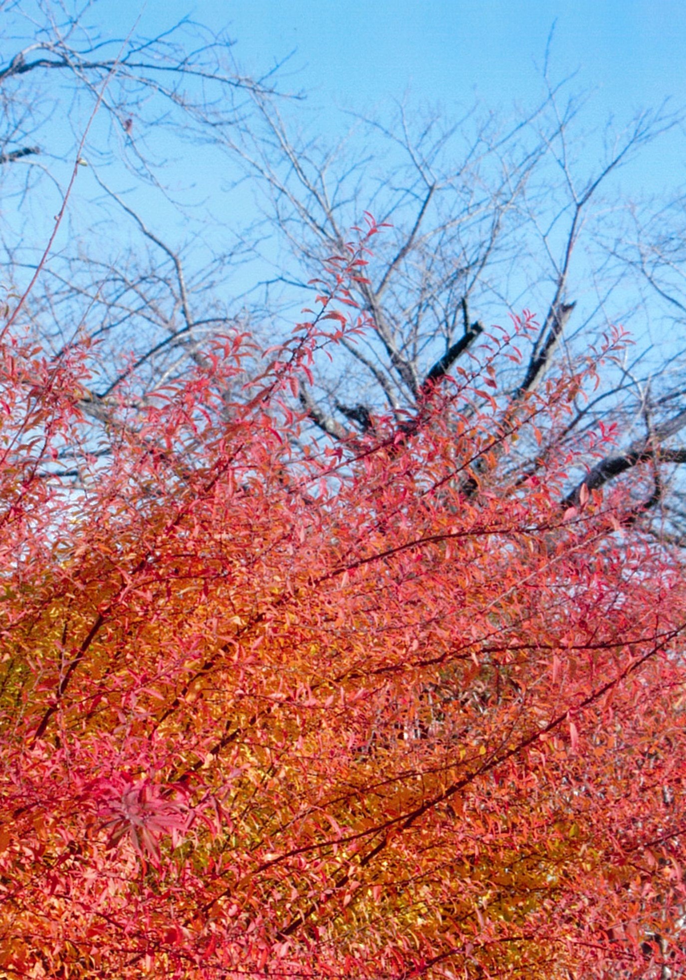 ユキヤナギと紅葉