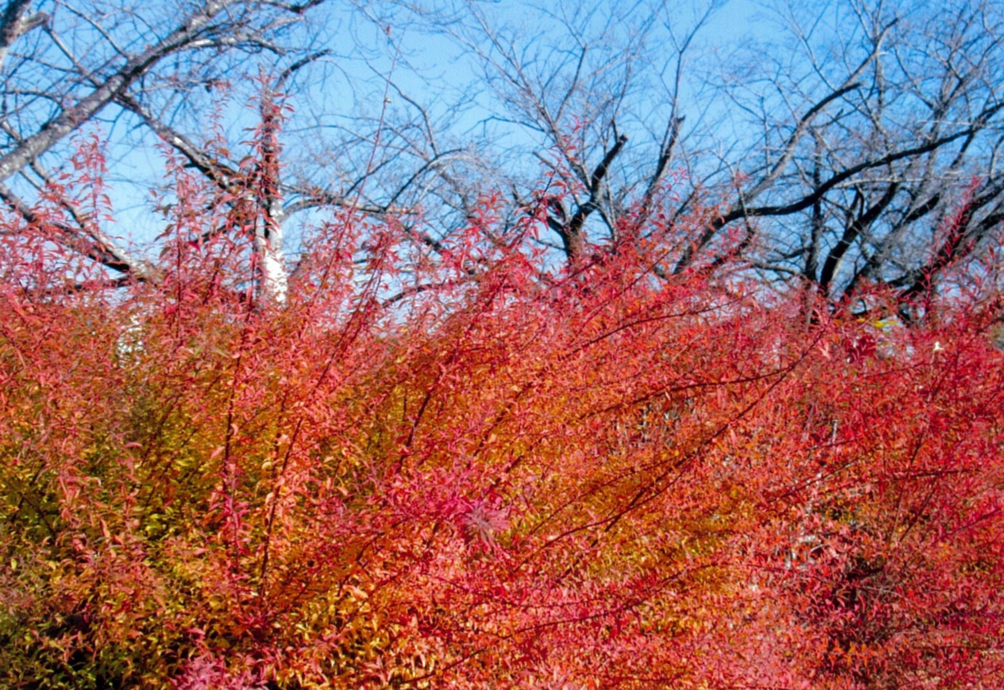 ユキヤナギと紅葉