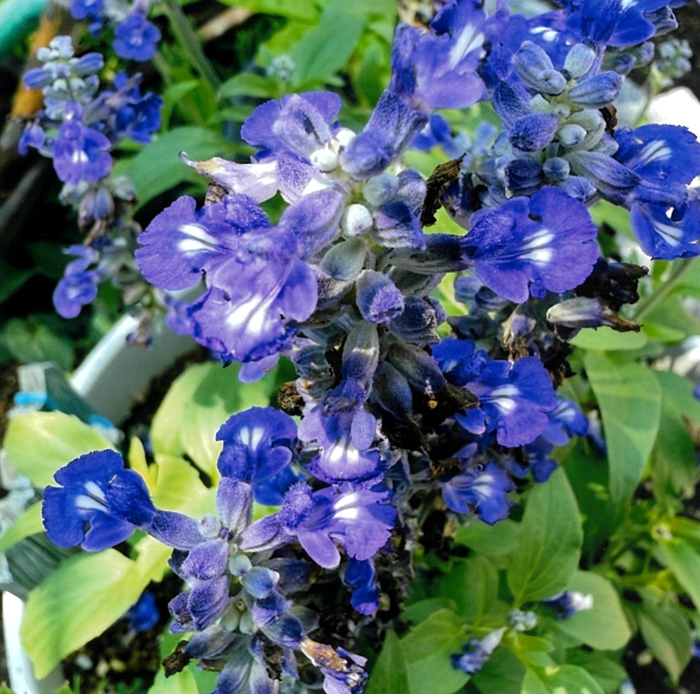 ブルーサルビア