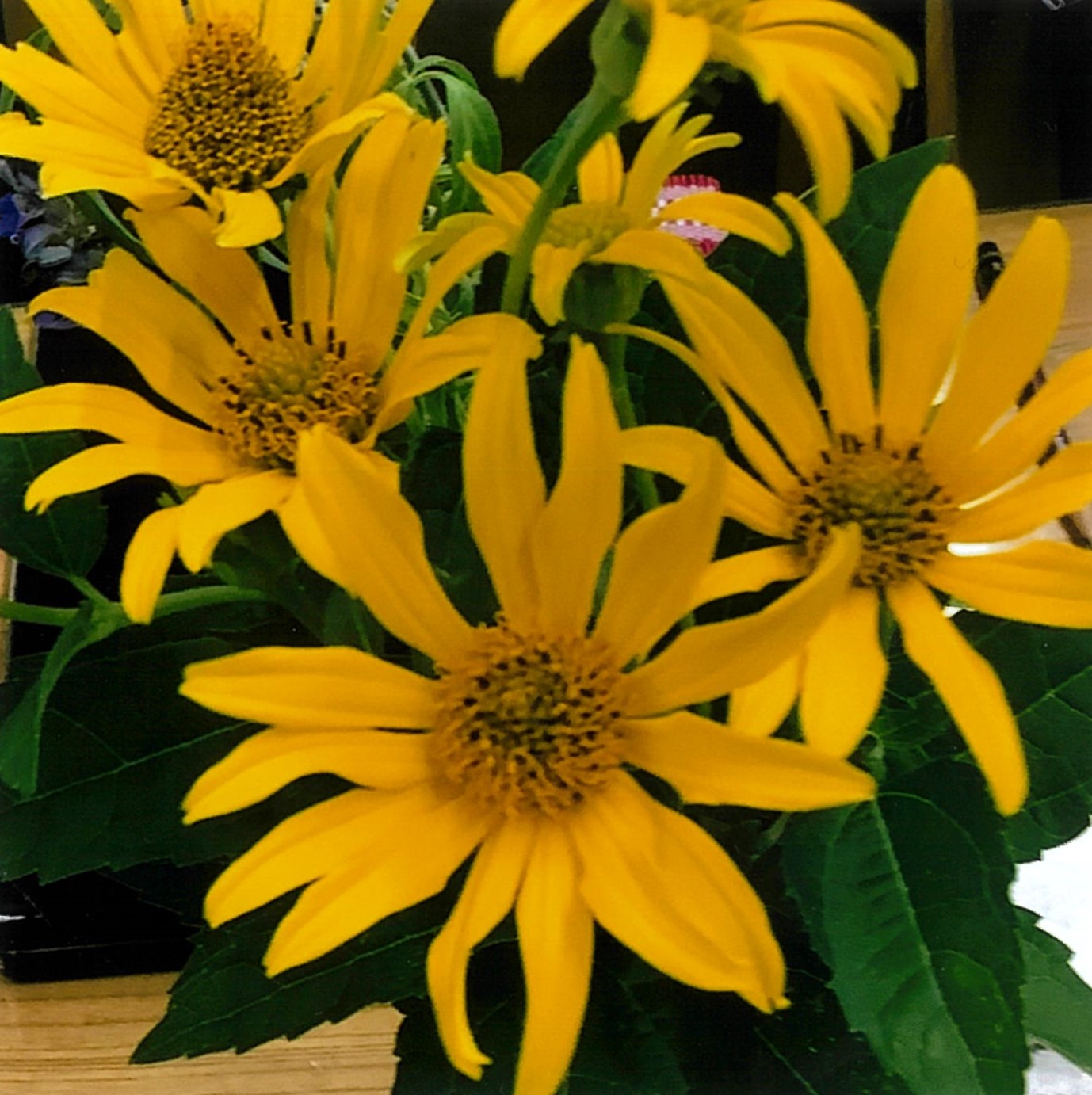 キクイモモドキ