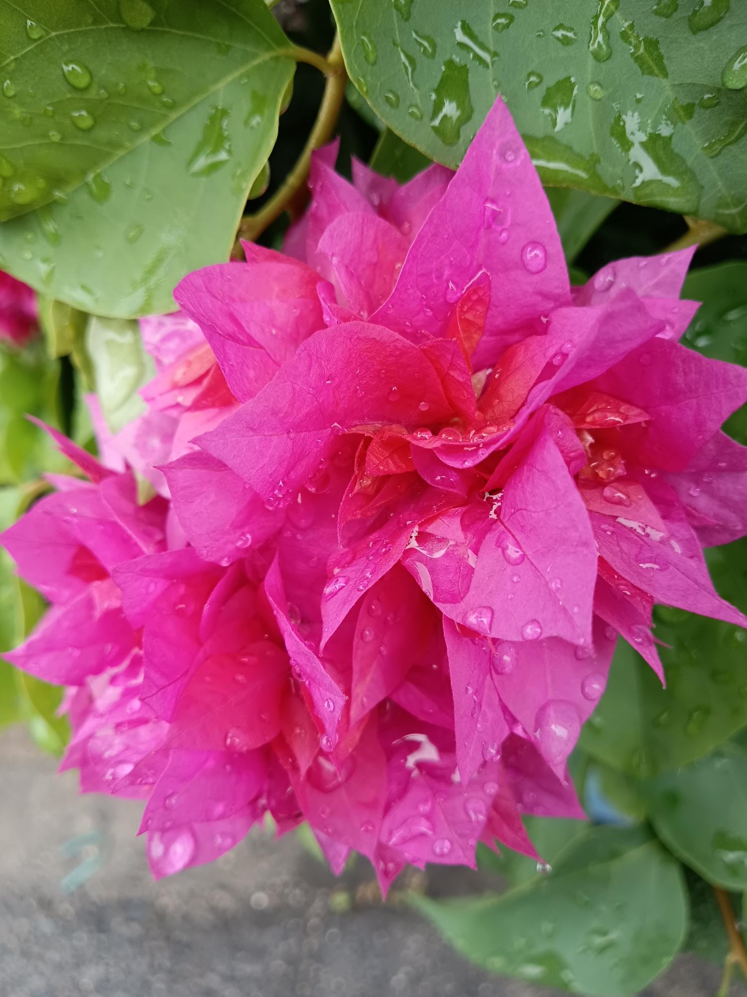 ブーゲンビリア