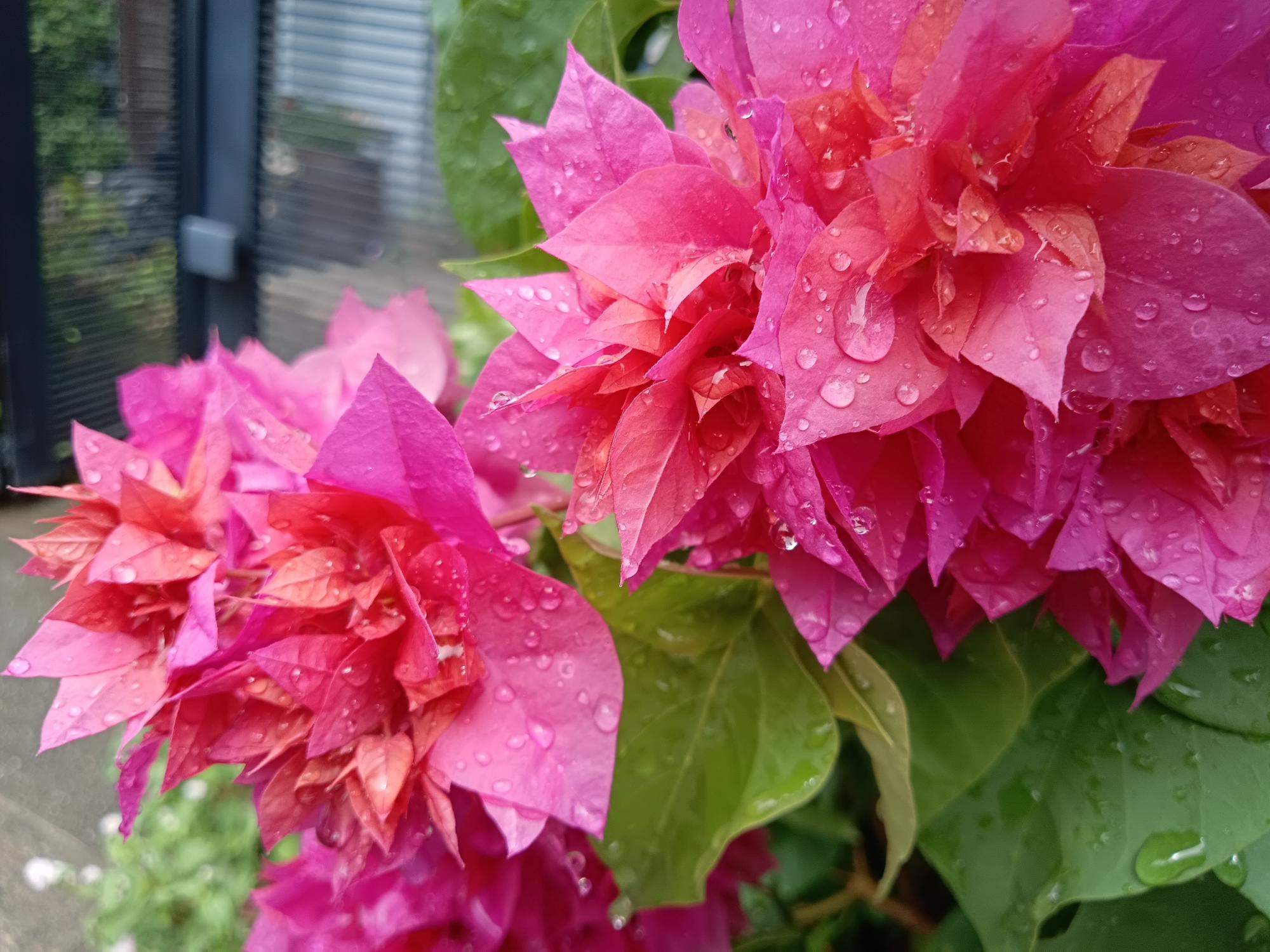 ブーゲンビリア