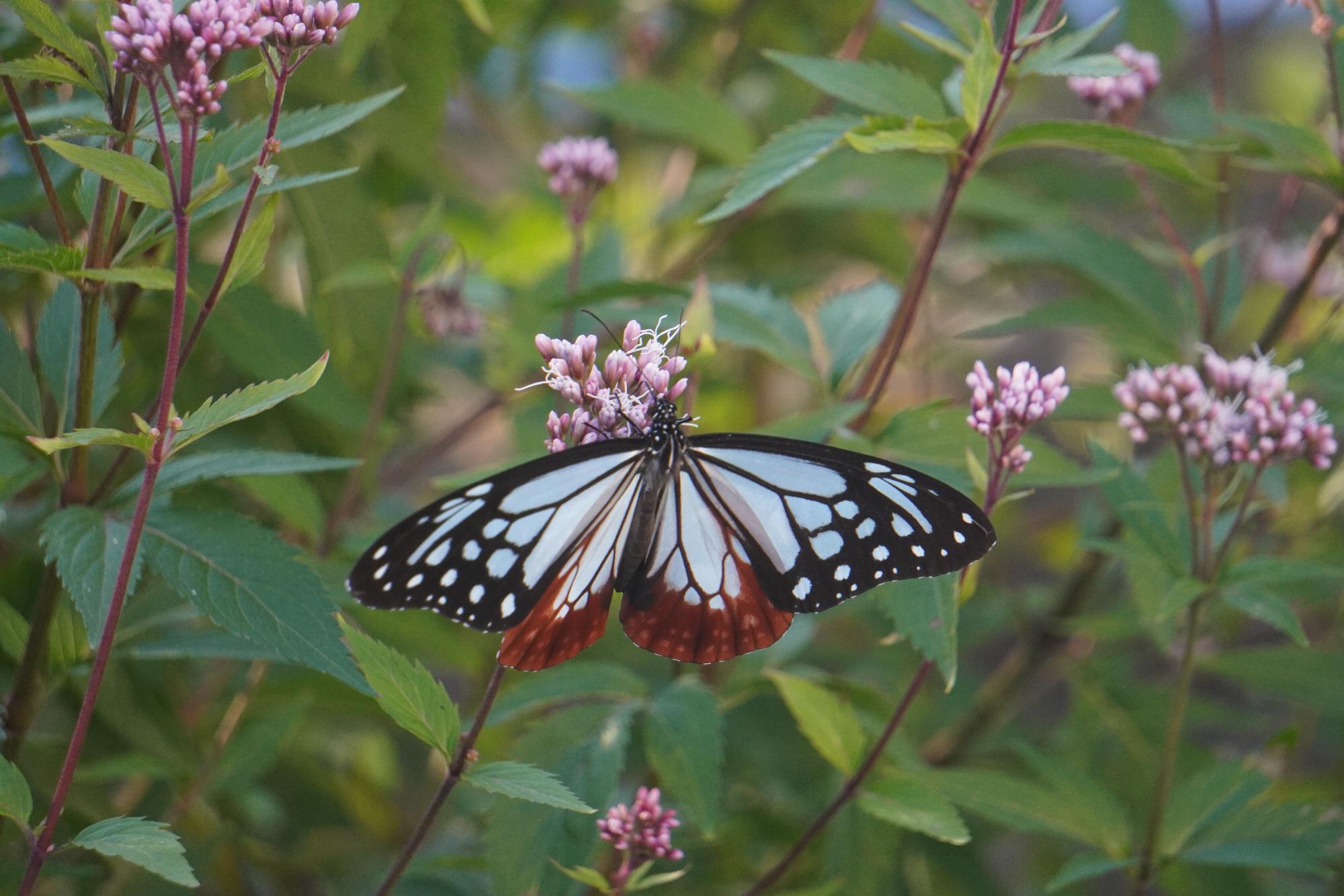 フジバカマとアサギマダラ