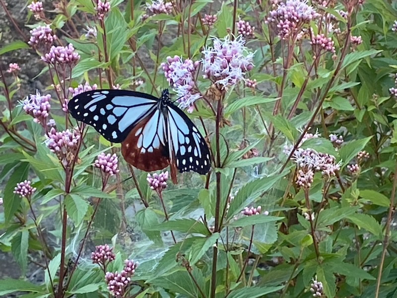 フジバカマとアサギマダラ