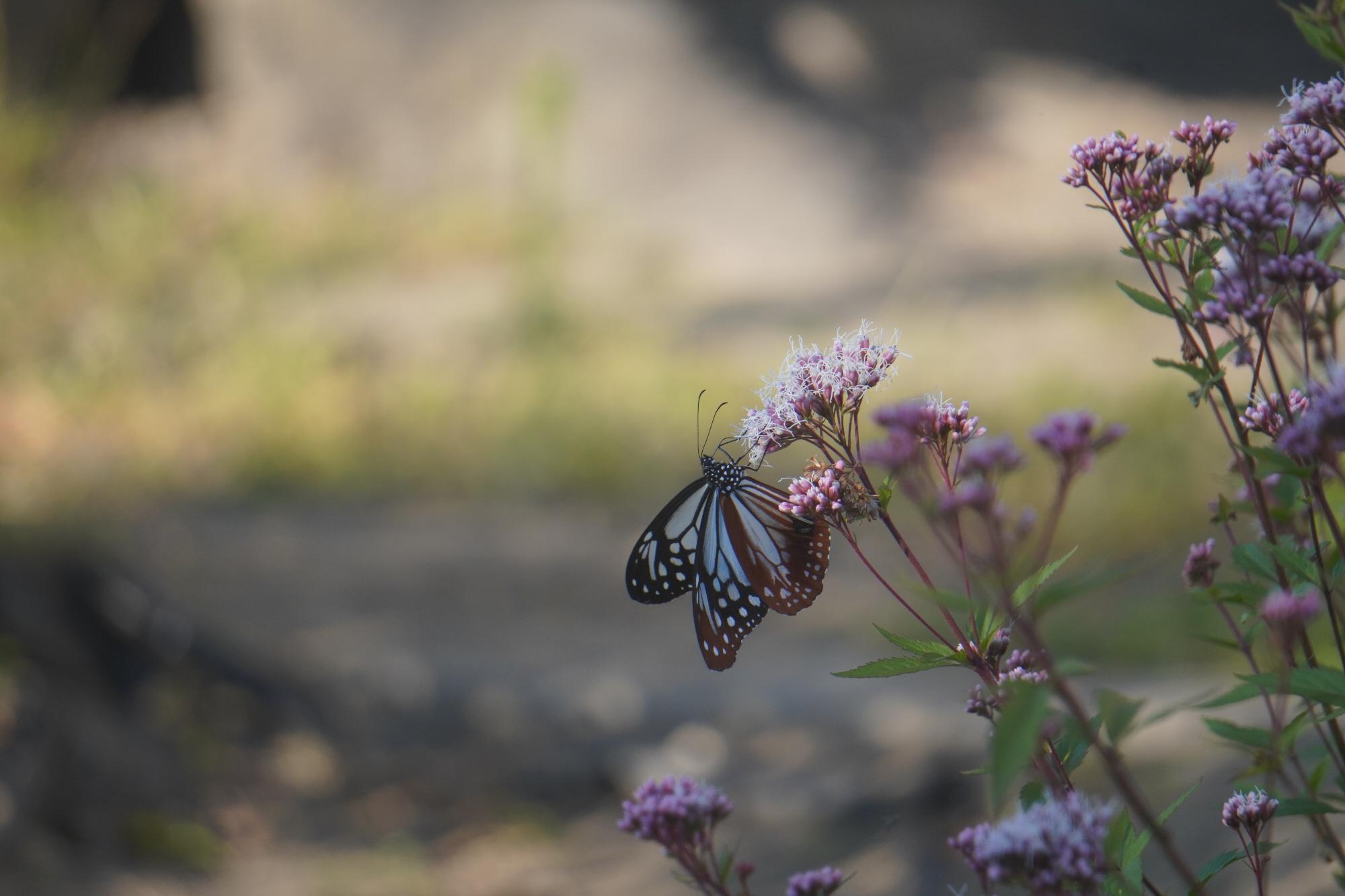 フジバカマとアサギマダラ