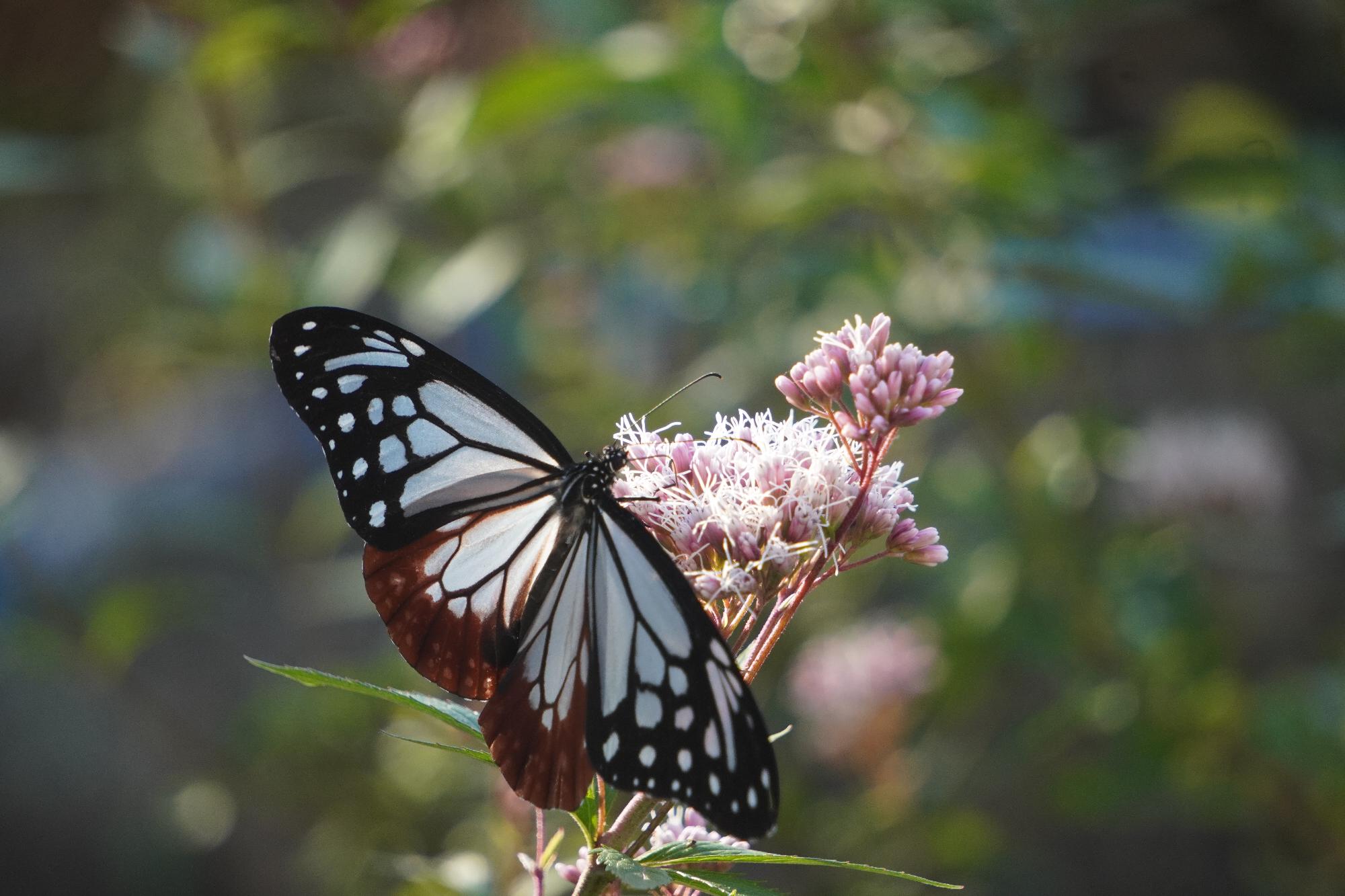 フジバカマとアサギマダラ