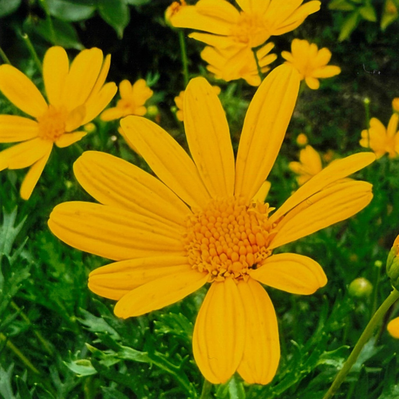 ユリオプスデージー