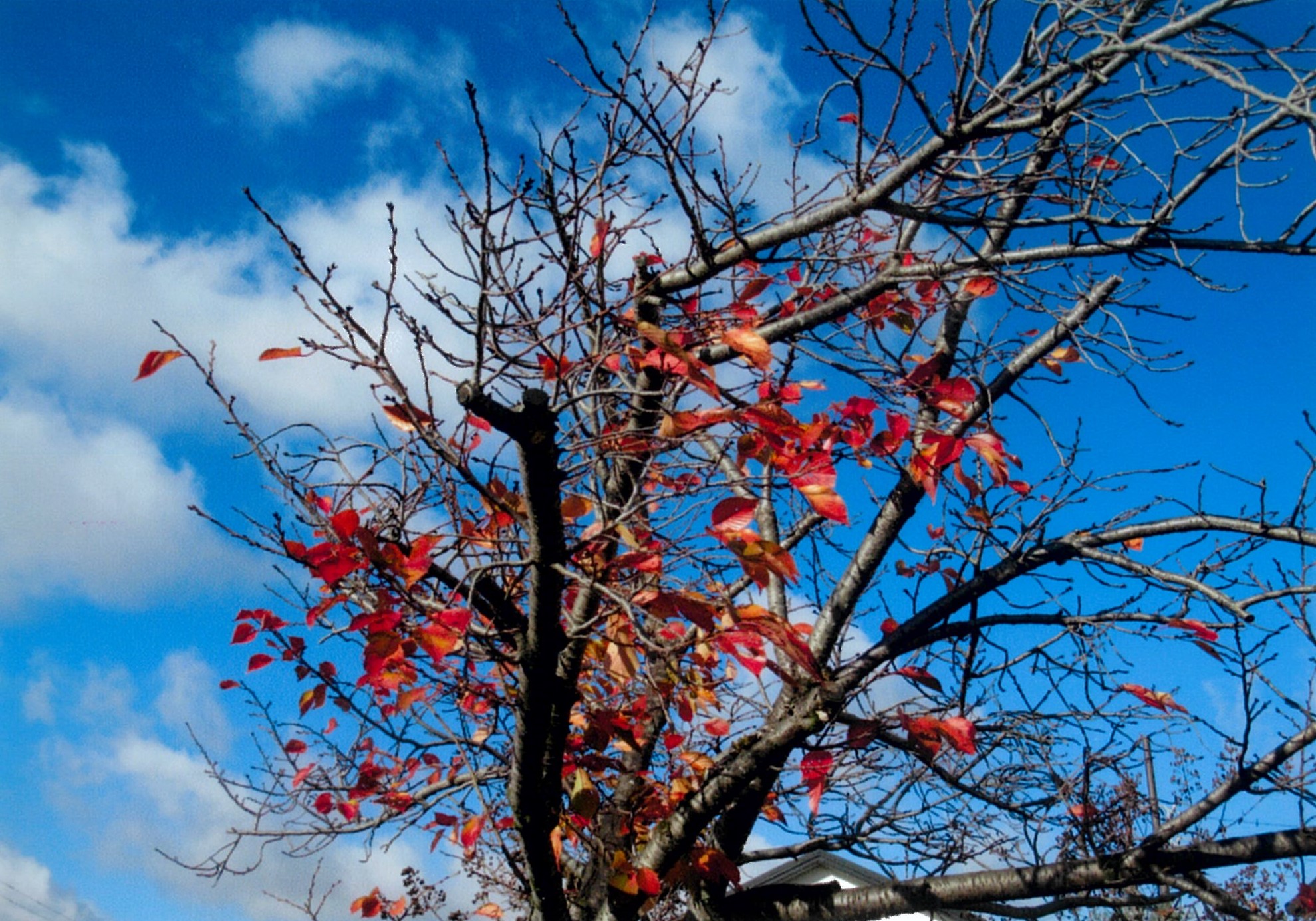 枯葉（さくら）