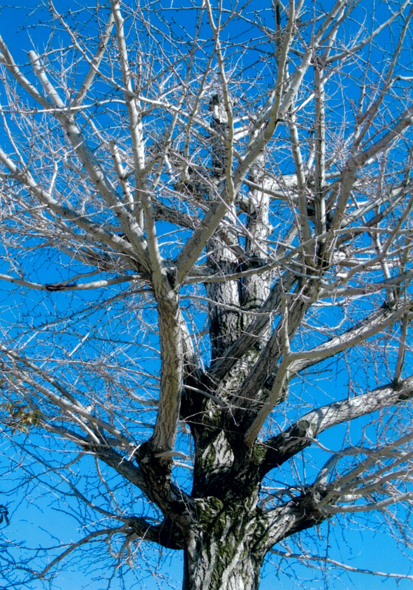 イチョウの裸木