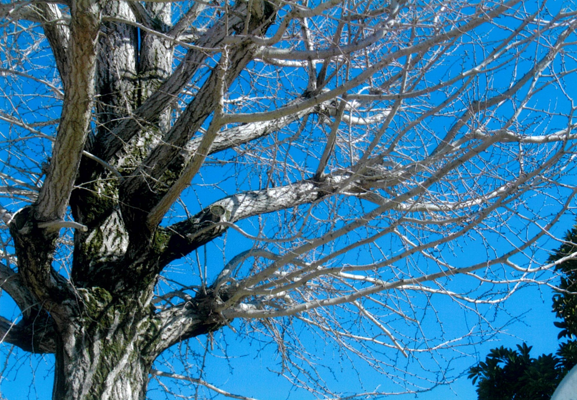 イチョウの裸木