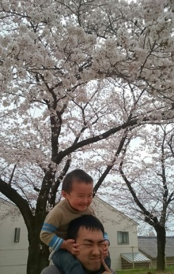 （写真）桜